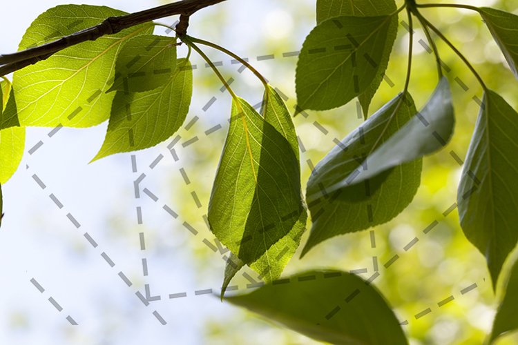 clean and beautiful leaves