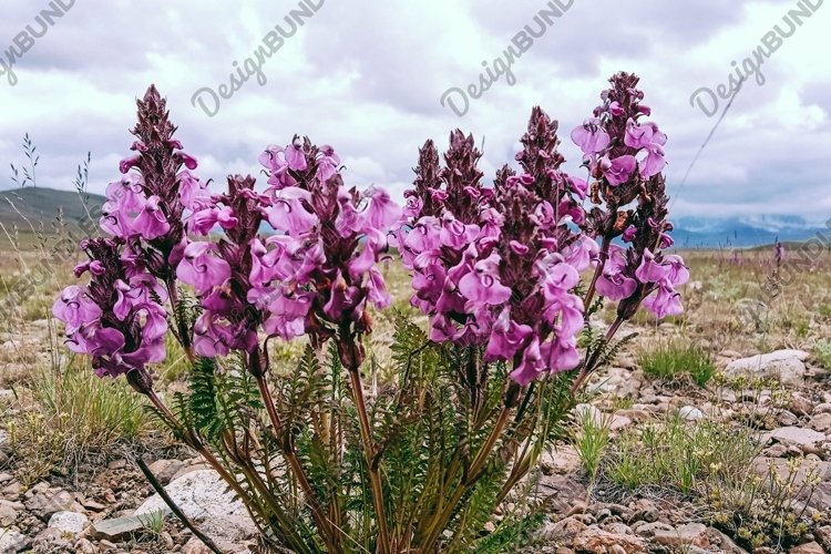 Closeup shot of Pedicularis flowers growing in a meadow example image 1