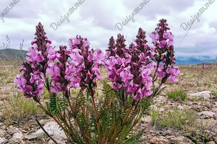 Closeup shot of Pedicularis flowers growing in a meadow