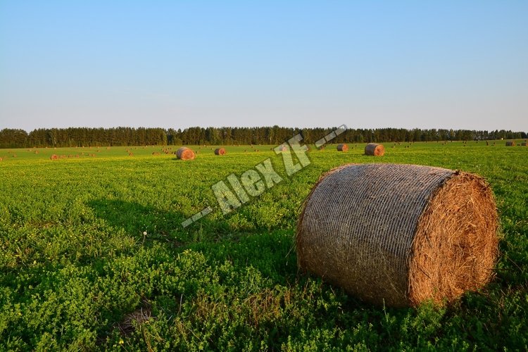 Wheat Clipart Image 16