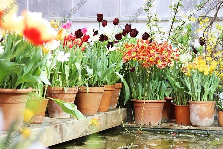 spring flowers in pots in the store example image 1