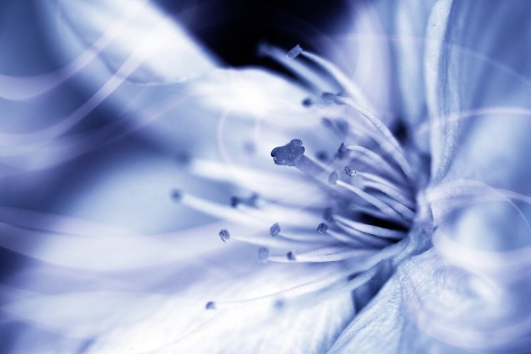 Beautiful Blue Flower Mystic Background Close Up example image 1