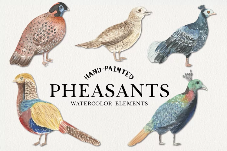 Pheasants Watercolors Birds Feathers Pretty Decorative