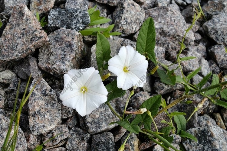 Fine wild growing flower on background meadow
