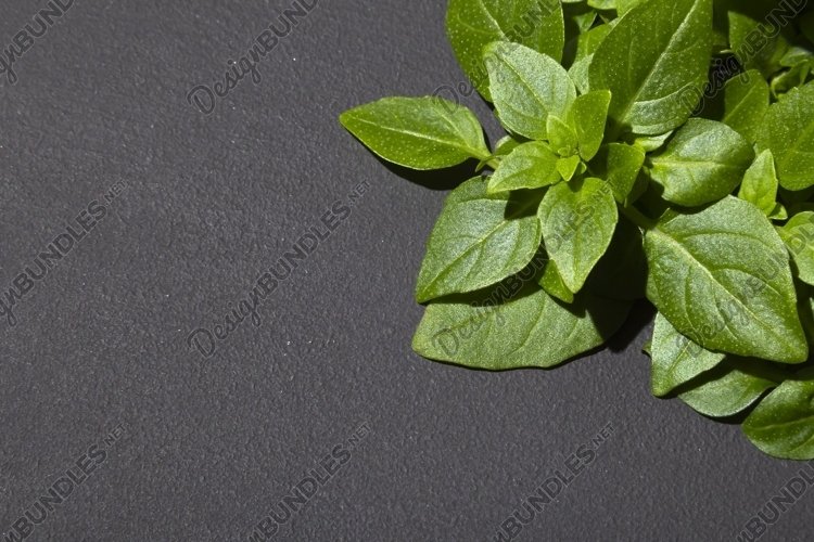 Basil leaves border on dark background. (1142823)