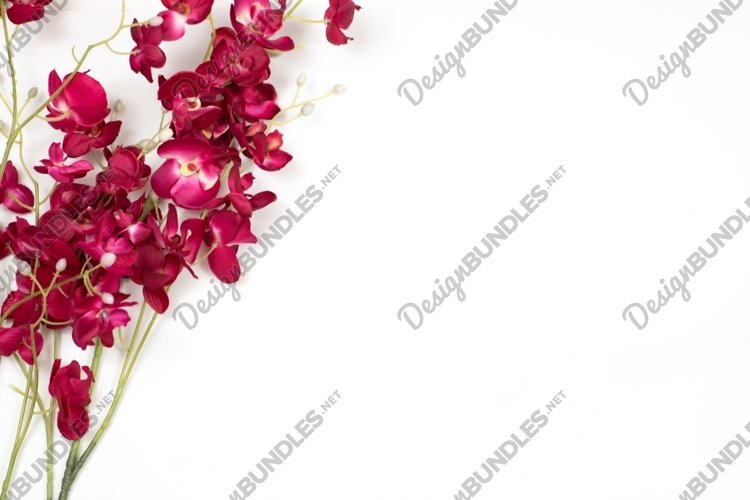 Orchid Clipart Image 4