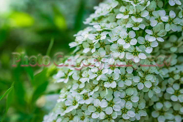 Garden Background Image 5