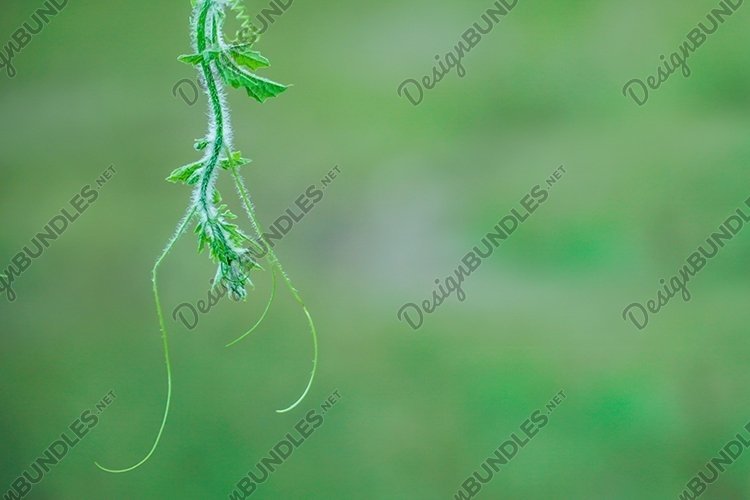 Garden Background Image 9