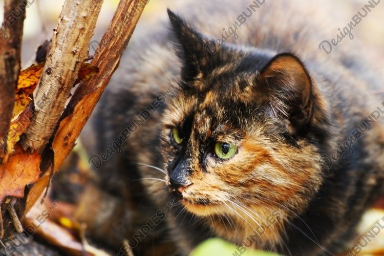 Pets Clipart Image 12