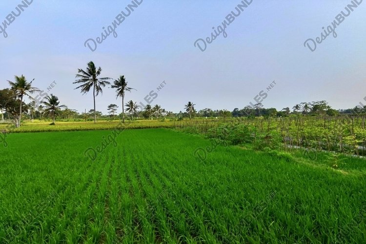 Green Grass Clipart Image 11