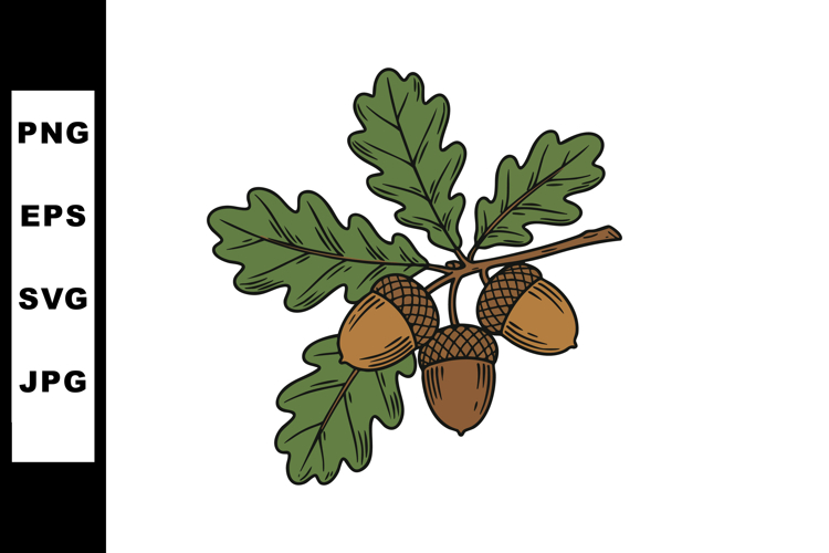 Acorn Vector Image 13