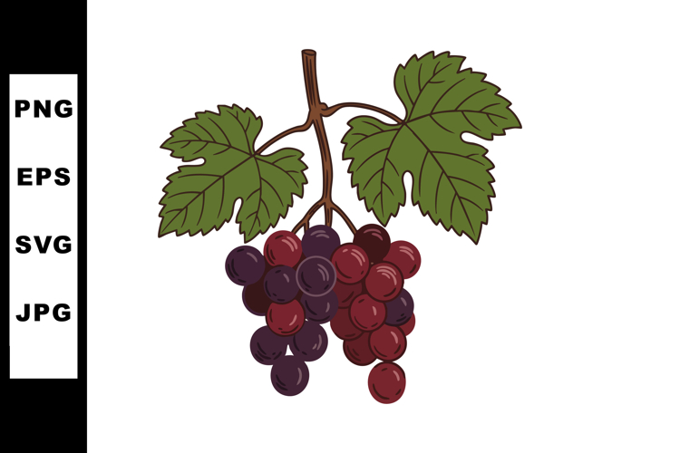 Grape cluster with green leaves vector illustration in natur