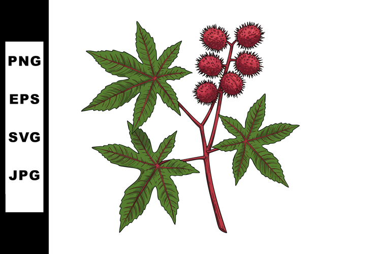 Seeds Clipart Image 4