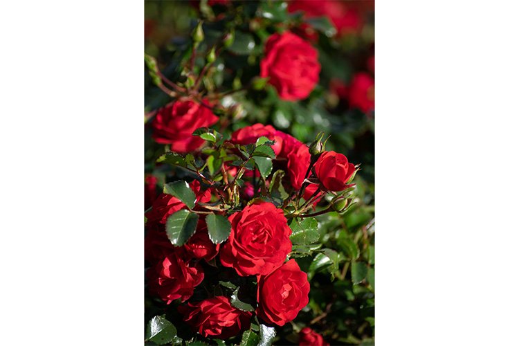 Stock Photo - Rose flower on a green blur background. example image 1