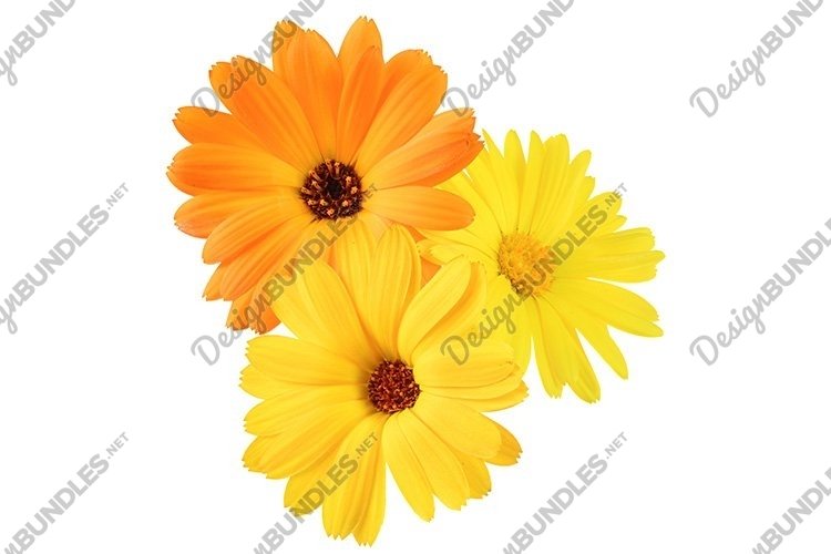 Stock Photo - Calendula flowers close up isolated