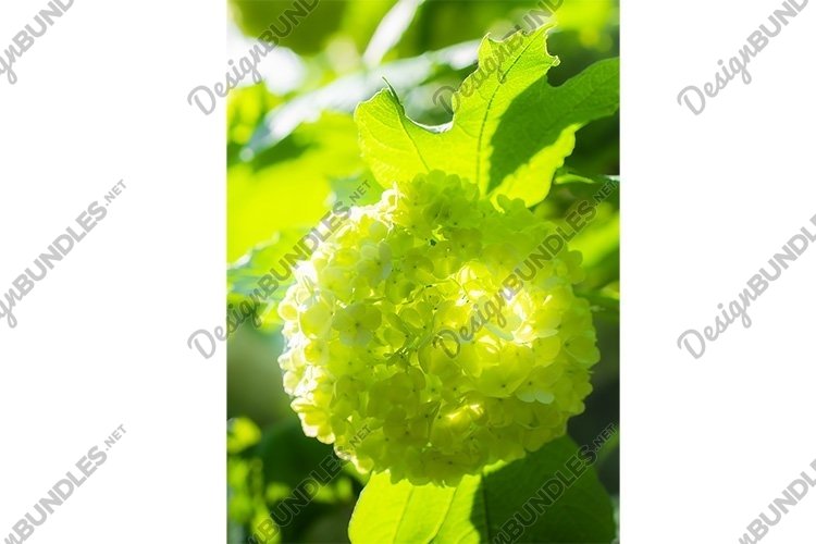 Garden Background