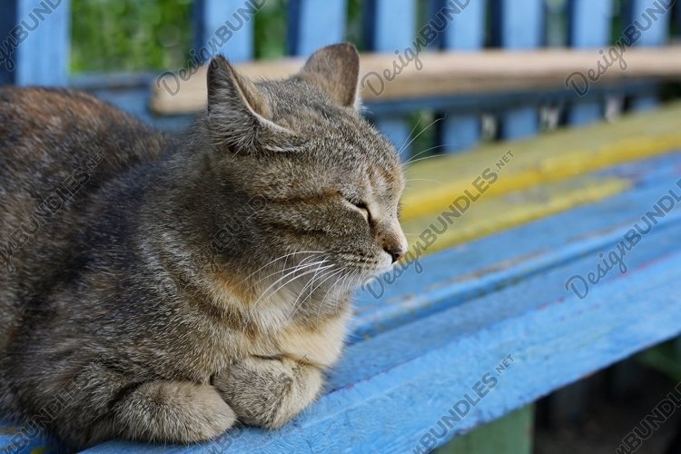 Pets Clipart