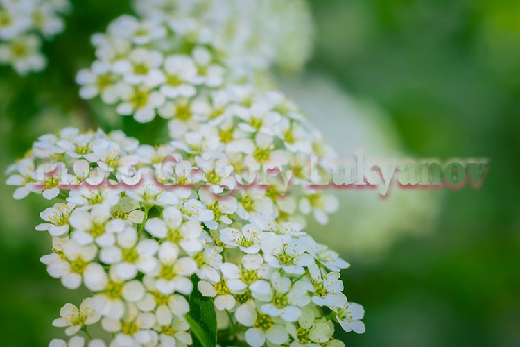 Garden Background Image 24