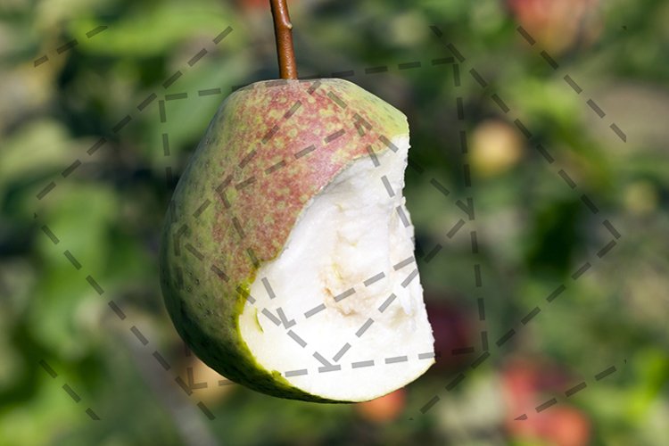 Pear Clipart Image 16