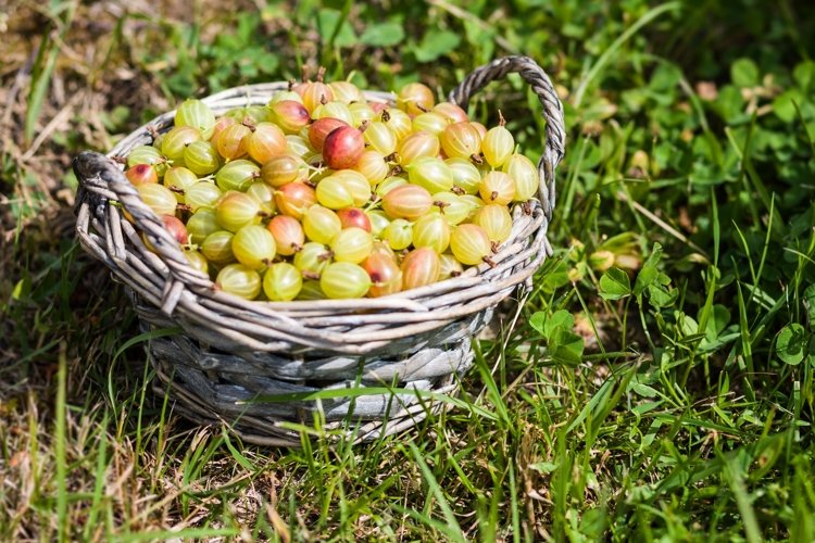Goosberry in basket in summer outdoore