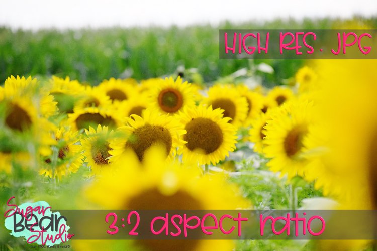 Sunflower Background Image 13