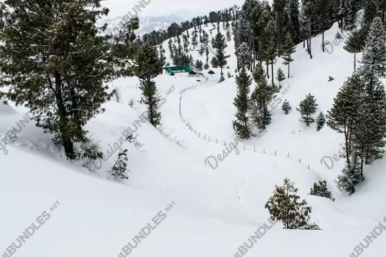 Breathtaking view of the trees on the snow-covered