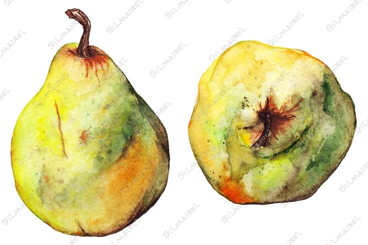 Watercolor yellow green pear ripe fruit isolated