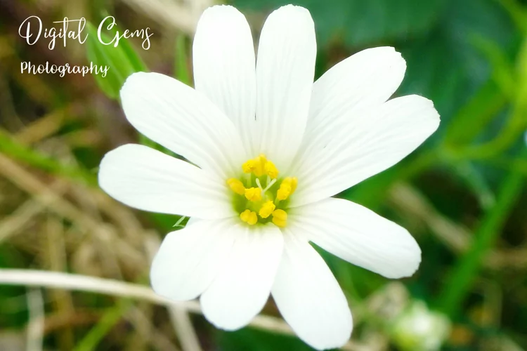 White flower, wild flower photograph