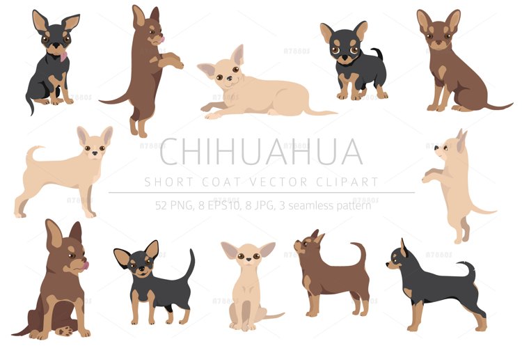 chihuahua coat patterns