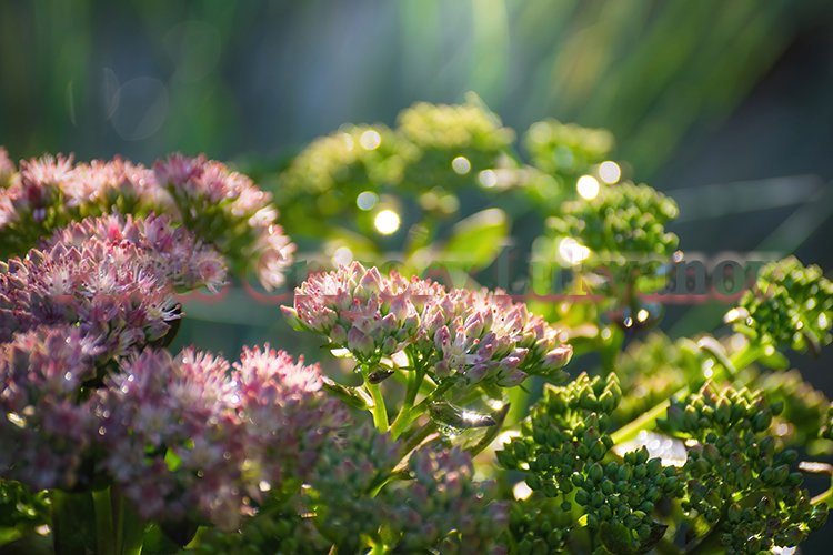 Garden Background Image 11