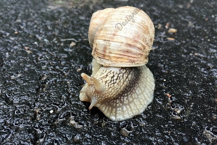 Snail Clipart Image 4
