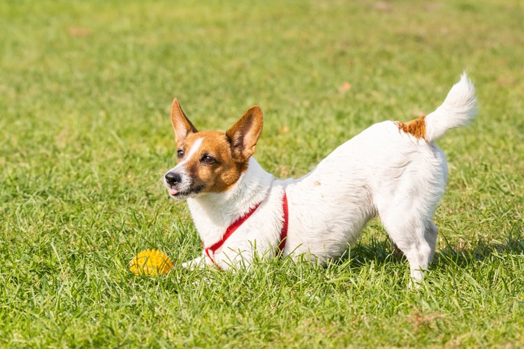 Puppy Clipart Image 8