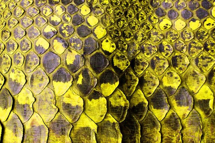 Close Up of Abstract Yellow Real Snake Skin Snake Print example image 1