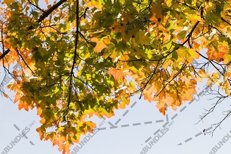 autumn specificity