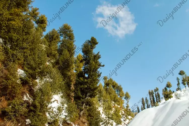 Breathtaking view of the trees on the snow-covered