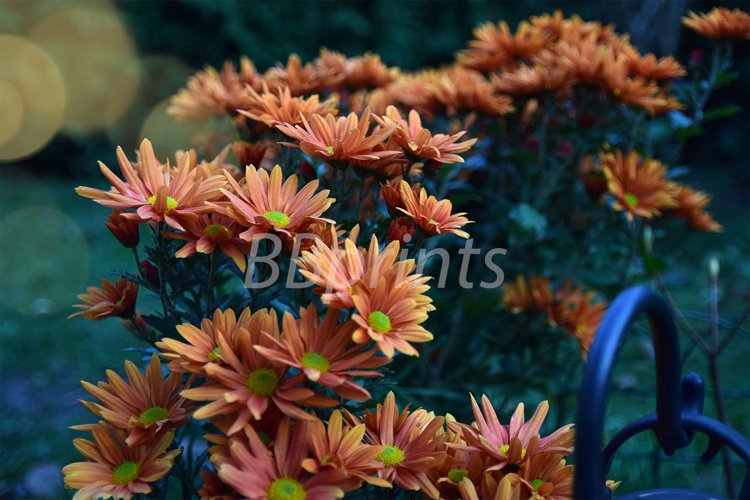 Nature photo, flower photo, floral photo, autumn photo example image 1