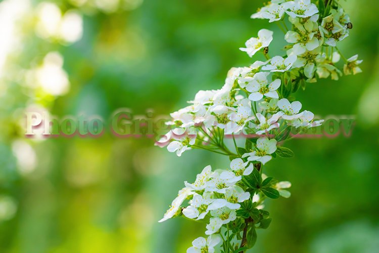 Garden Background Image 7