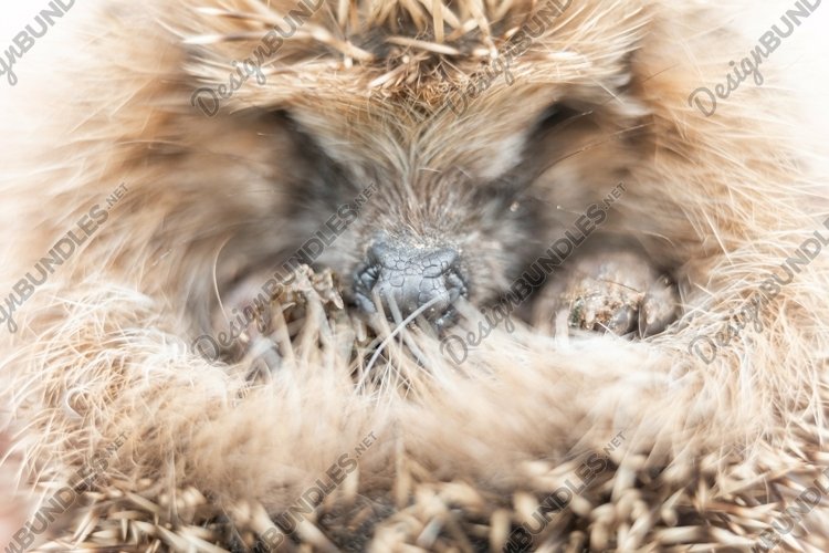 cute little wild prickly hedgehog animal curled up in a ball example image 1