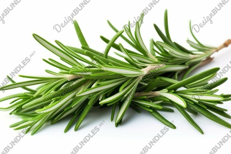 Rosemary Leaves Background Wallpaper