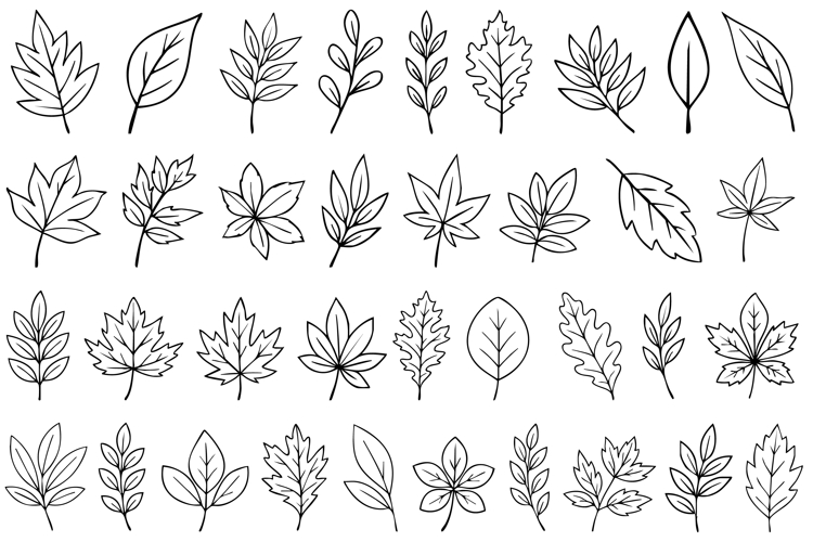 Fall Leaves Vector