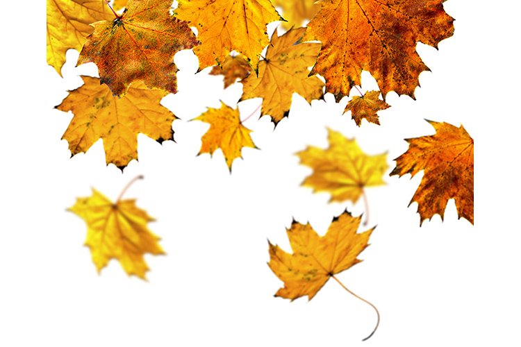 Leaves Falling Clipart Image 18