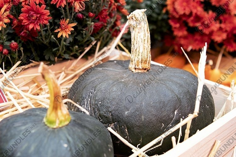 harvest of green pumpkins in a wooden box in the garden
