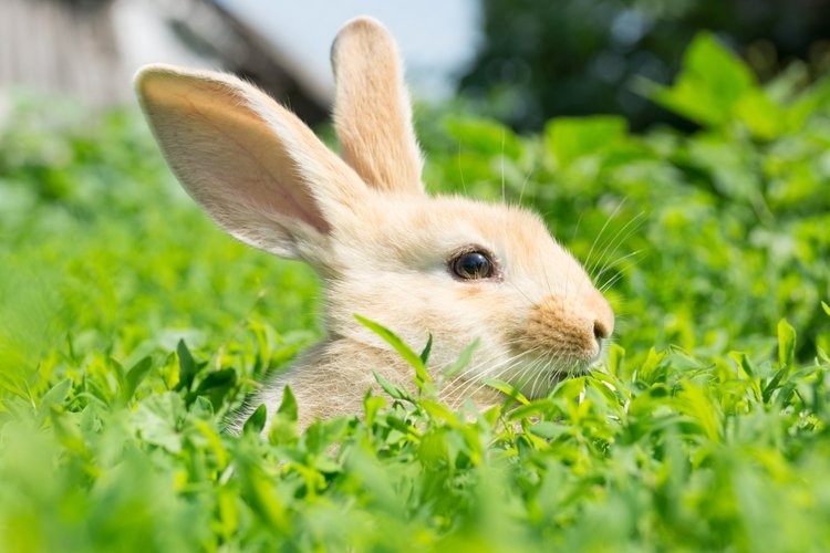 Easter Clipart Image 8