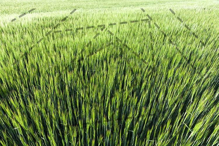 Wheat Clipart Image 13