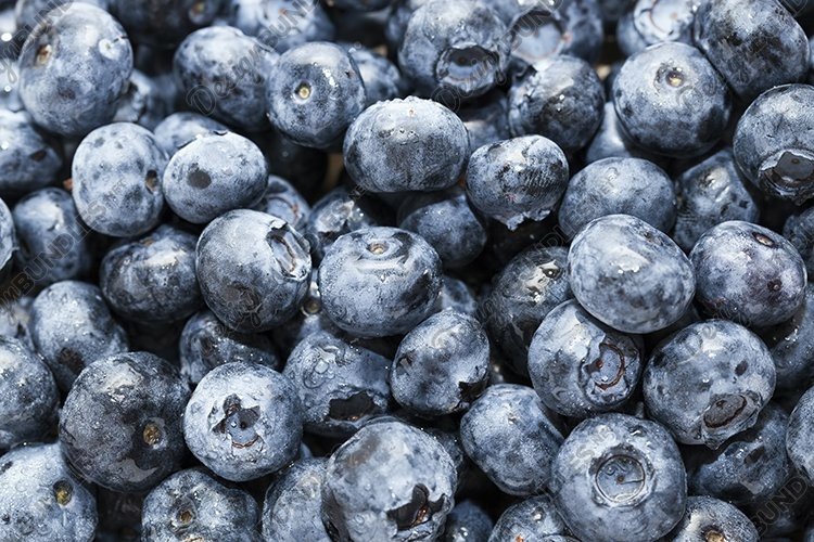 Blueberries Clipart Image 4