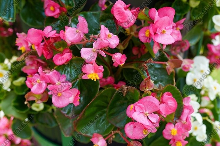 Pink Background Image 12