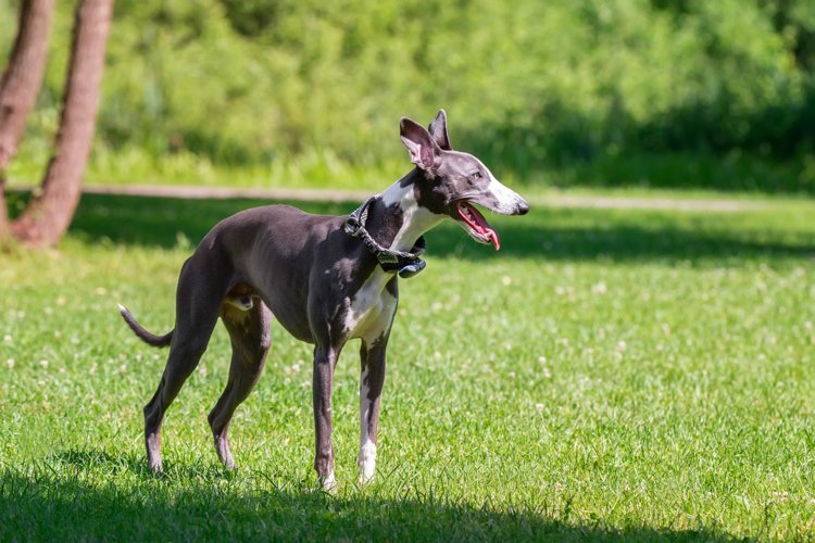 Puppy Clipart Image 2