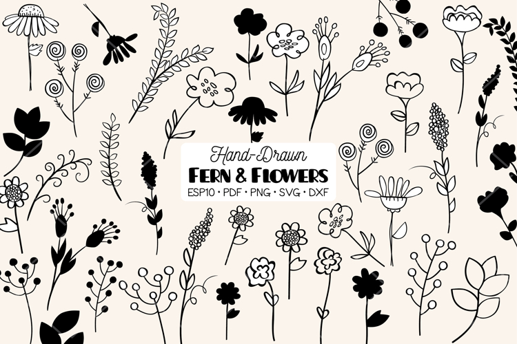 Meadow Ferns   Wild Flowers | Hand Drawn Nature, Leaf, Plant