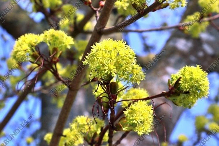 Beautiful background of flowering trees