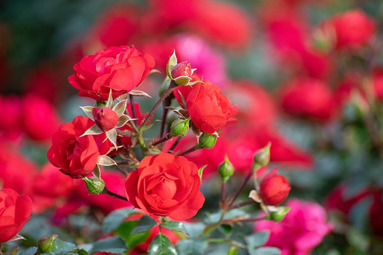 Stock Photo - Rose flower on a green blur background. example image 1